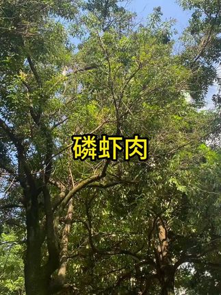 南极磷虾肉去爪去尾100g/袋#磷虾肉 #虾肉 #好物推荐