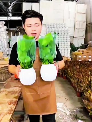 #金钻 盆栽室内净化空气#自用好物推荐