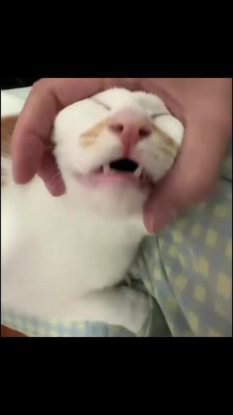 画一张丑萌哈基咪🙀🙀🙀😿 😹被猪咪萌晕!rua脸会龇牙笑也太治愈了~缺点?根本没。#哈基咪怼脸丑照 #哈基咪 #宠物油画 #喵咪表情包 #抽象艺术