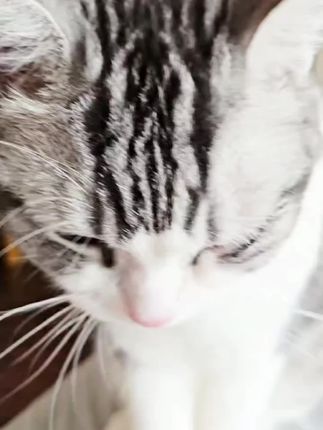 早知道有人宠共用的香氛,我就不买薰衣草枕头了,奉劝养猫的家长,家里一定不要养花,别跟我一样花钱买罪受#宠物香氛