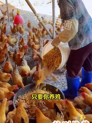 #三农 #家禽养殖技术分享 #养殖技术 #鸡鸭鹅养殖 #养殖小妙招