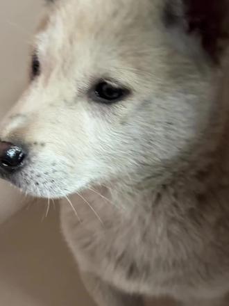 有双眼皮的狗狗哎🥺#田园犬 #小土狗