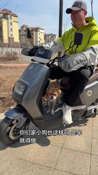 走哪跟哪比孩子还粘人#狗狗#狗狗坐车#萌犬#田园犬