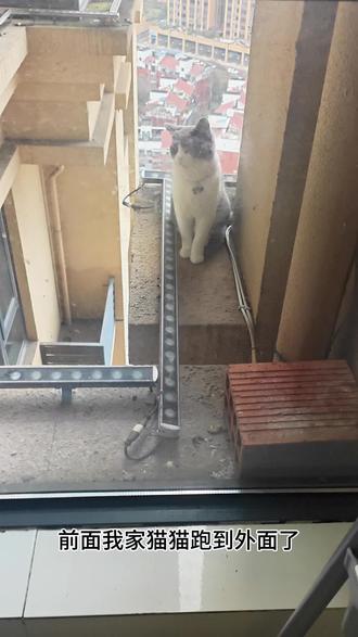 只有养猫人才懂的无奈#这猫有点子技术在身上 #你的猫孩子也是这样玩吗 #我家傻猫 #这猫咪一看就是练家子