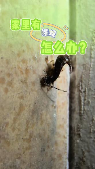 家里有蠼螋怎么办? 谁家里见过这种屁股带俩尖的虫子?它就是蠼螋,也叫夹板虫、剪刀虫!蠼螋专爱躲卫生间、墙角缝隙、阳台杂物堆,经常爬出来特别烦人。蠼螋常带在潮湿阴暗处 身上沾满细菌,蠼螋会出现在厨房 卧室 爬过碗筷衣物容易弄脏家居环境,家里发现这种尾巴带夹子的虫子 别用手抓 如果不小心被尾夹碰到,皮肤容易泛红发痒,家里有老人小孩的更要多留意。蠼螋繁殖速度快,普通打扫根本清不干净,越生越多到处乱窜。想要杜绝蠼螋入侵做好几点 清理阳台腐植 家里保持干燥通风 配合这款蠼螋专用杀虫剂 往阳台 门窗缝隙 洗手间门角等 蠼螋常出没的地方喷洒,深层渗透灭杀成虫 虫卵,居家用着超安心。#尾巴带钳子的虫子 #蠼螋的危害 #蠼螋用什么杀虫剂 #蠼螋杀虫剂 #家居驱虫