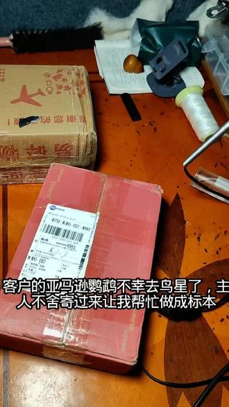 亚马逊鹦鹉标本制作#标本 #标本制作 #标本零 #标本大师 #标本工艺品