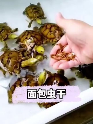 #面包虫干面包虫#鱼获满满 #龟粮推荐