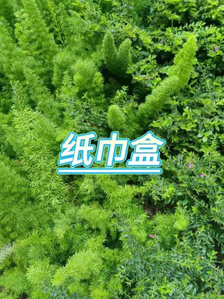 #纸巾盒 #纸巾盒收纳 #好物推荐