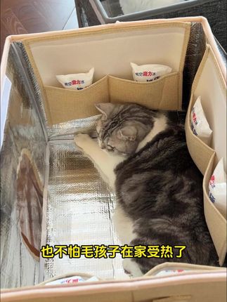有了这个宠物空调窝,不用开空调电费都省了!还不用担心毛孩子在家太热中暑#猫窝 #冰窝 #宠物降温神器