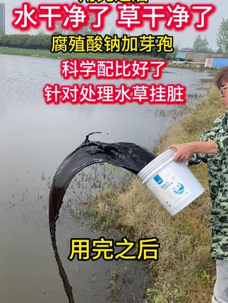 水草挂脏 新型复合芽孢杆菌,腐殖酸纳+芽孢二合一,不伤水草,不伤鱼虾蟹,无需发酵,无需活化,工厂直发轻松养殖#伊乐藻挂脏 #小龙虾养殖 #螃蟹养殖 #水草挂脏 #水草挂脏处理方法