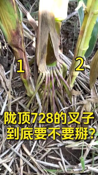 陇顶728叉子要不要掰
#农业知识科普 #陇顶728玉米种中国热导系育种的领航者 #陇顶728高产玉米种子