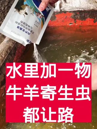 水里加一物,牛羊寄生虫都让路 #牛羊驱虫 #农村养羊 #养羊人 #牛羊养殖 #养羊技术分享