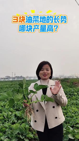 这3块油菜地哪块会高产,最后一块是缺肥吗?#油菜种植 #油菜 #记录我的种植生活 #抖音助农 #叶面肥