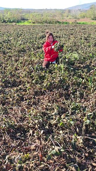 霜打红薯叶太好吃了
#俺舅家的 #记录农村生活 #霜打红薯叶