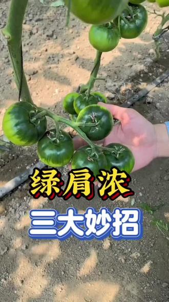 如何让草莓番茄绿肩更浓,三大绝招,品种是一方面,也要加强田间管理 #草莓番茄种植 #甜蛋草莓番茄 #西红柿种植 #蔬菜种植