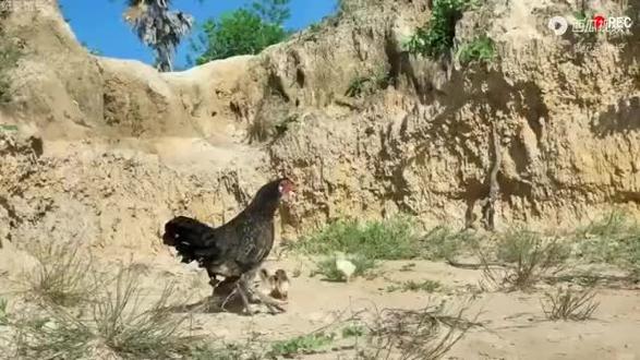 #林下生态散养鸡 ,大魔鹰看准时机来侵犯,母鸡保护小鸡与鹰大战