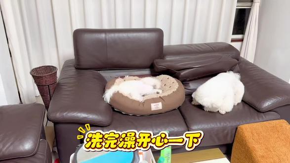 洗完澡就是小疯子#比熊宝宝