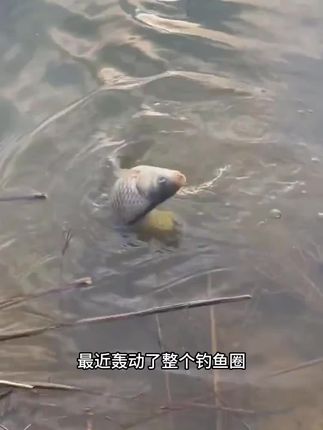 老马窝料 本c1400克 适用鲫鱼鲤鱼多种秘制配方打底窝料酒米通用#酒米打窝 #饵料窝料 #窝料制作 #酒米窝料 #钓鲫鱼