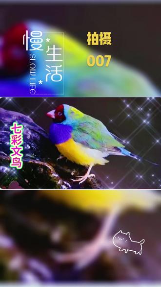 @朋友拍摄的:七彩文鸟🎉🎉🎉