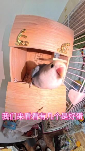 牡丹鹦鹉生了四个蛋 #鹦鹉繁殖箱 #牡丹鹦鹉 #鹦鹉日常 #鹦鹉鹦鹉萌萌哒逗鹦鹉 #种草激励计划