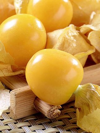 #特色水果 #东北特产 #灯笼果 #姑娘果 #产地直发 东北新鲜姑娘果灯笼果薄皮甜黄菇娘果水果产地直发