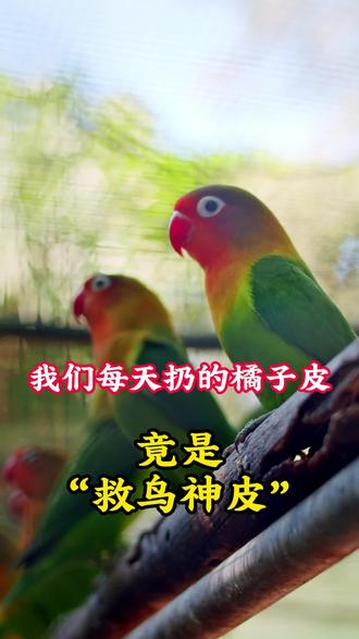 我们每天扔的橘子皮,竟然是“救鸟神皮”.#鹦鹉#萌宠推荐官 #鹦鹉日常