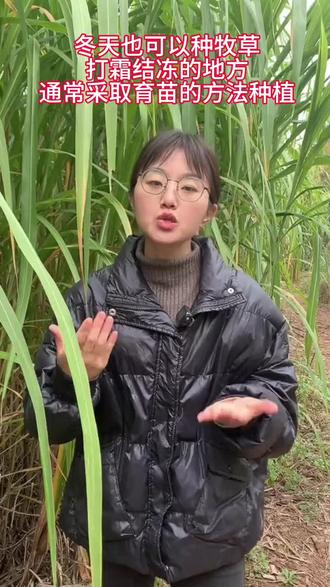 冬季种植牧草的方法#牧草种植#冬季种牧草#高产牧草#牧草养殖