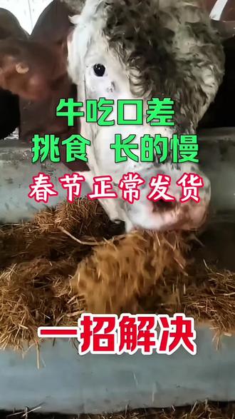 牛吃料少,倒嚼不好,挑食,流泪 #泻火健胃灵 #牛健胃 #牛上火 #三农 #养牛人 @抖音创作小助手 @抖音小助手