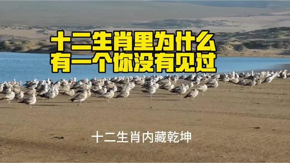 十二生肖为什么有一个你没有见过 #悟道