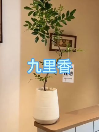 #九里香也叫千里眼 一年四季常绿,开花时香味浓郁清香,好养又好看#花卉绿植 #爱生活爱养花 #好看的花一定要分享给你