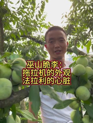拖拉机的外观,法拉利的心脏,正宗巫山脆李,您真的可以品尝,口感真的不错!#巫山脆李 #曲尺脆李 #青脆李