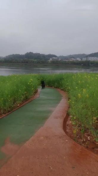 横江桥下的油菜花落幕啦,听说油菜花蒸馒头不但好吃还好看,我也摘了一把回去试一试😊