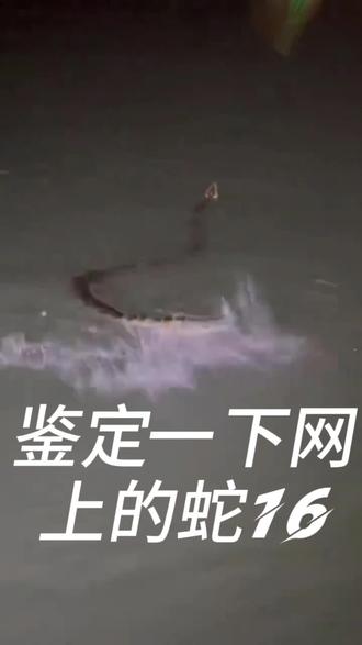 鉴定一下网上的蛇#鉴定一下抖音热门生物 #科普