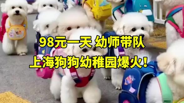 98元一天幼师带队,上海狗狗幼稚园爆火!#社会热点 #精选 #口播