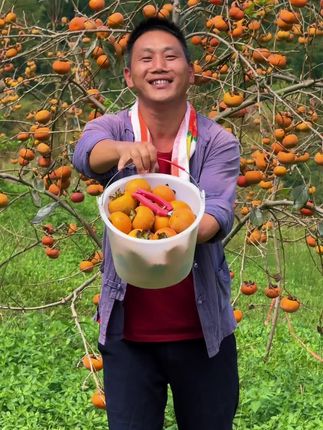 指尖碰落枝头的秋,柿子在筐里晃成小灯笼 #沉浸式感受丰收的喜悦 #丰收献礼祖国 #丰收的味道在抖音 #回村的生活主打一个快乐 #我的农村生活