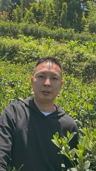 世界的花香!中国最大的栀子花种植基地!