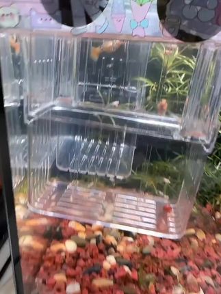 小鱼苗鱼食选对了,长的超级快!冷冻丰年虾一天三次,一个月后,惊呆你!#养鱼日记 #孔雀鱼 #小鱼苗吃什么 #冷冻丰年虾@巨量千川