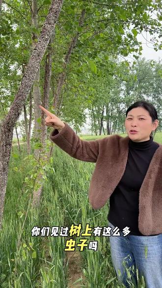 树木的“隐形杀手” 它叫草履蚧,俗称树虱子/草鞋虫。每年2–3月从土里钻出,集体上树刺吸树汁,是果树、杨树的“隐形杀手”。#三农 #抖音助农 #创作者扶持计划 #草履蚧