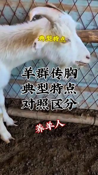 羊群传胸典型特点分辨 家里羊群传胸这样分辨#人间观察计划 #闪光职人 #羊传染性胸膜肺炎 #羊烂肺病 #羊传胸