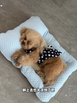 家里有毛孩子可以安排,真的很舒服#不养狗不知道养狗的乐趣 #是宠物更是家人