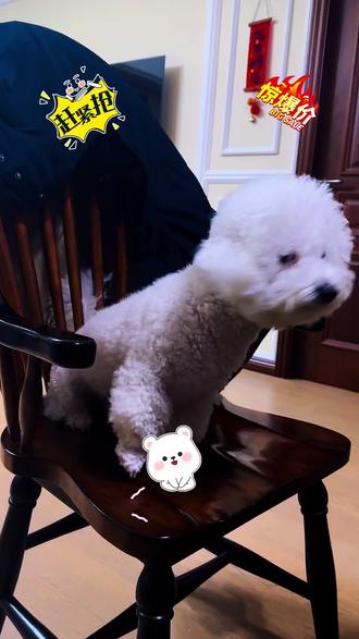 #比熊犬 九块九包邮到家哦