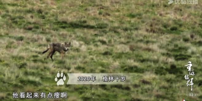 #重返狼群背后的故事 #其实这条红腰带是李微漪给格林的孩子包扎用的,那时格林的孩子飞毛腿受伤了,在没有绷带的情况下,李微漪就把自己的腰带当绷带用了。没想到竟被格林留下保存了下来!而且那会儿李微漪根本不知道她包扎的那匹小狼是格林的孩子……