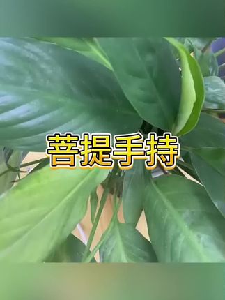 #手串#手链#菩提手持手串
