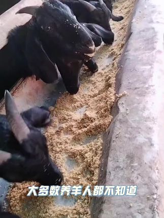 #牛羊养殖 #养羊技术 #养羊人 #养殖业专业户 #合畜