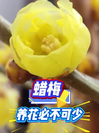 养花必不可少--蜡梅