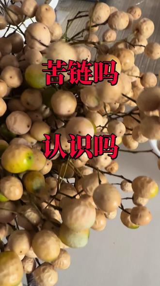 #八宝粽子 #苦莲子好用好使@抖音小助手 内容仅供参考,如果不是线下就医。