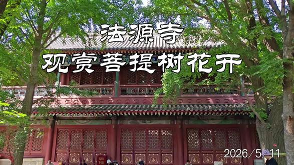 赴法源寺观赏菩提树(七叶树)花开 古寺菩提韵,禅意伴花开-
暮春时节,赴法源寺赏菩提花开,古刹禅林与繁花相映,独有的静谧意境,远胜市井间的赏花之趣。法源寺坐落于北京西城,始建于唐贞观十九年,初名悯忠寺,是为祭奠东征将士所建,历经千年风雨,清代雍正年间更名法源寺。作为北京现存历史最悠久的佛寺,它不仅是全国重点寺院,更是中国佛学院所在地,一砖一瓦都镌刻着厚重的历史,红墙黛瓦、庭院深深,处处透着古朴庄严的佛门气韵。
谈及菩提树,其由来与佛教文化密不可分。真正的菩提树原产印度,属热带桑科榕属常绿乔木,梵语中“菩提”意为觉悟、智慧。相传释迦牟尼在菩提树下静坐悟道,自此菩提树成为佛教圣树,象征着智慧与解脱,随着佛教传播,逐渐成为佛门标志性树木。但菩提树喜温热气候,耐寒性极差,北京等北方地区气候寒凉,无法露天栽种,热带菩提树在北方难以存活。
为传承佛教圣树文化,古人因地制宜,挑选树形端庄、与佛教渊源颇深的七叶树,作为菩提树的替代树种,称其为“土菩提”。七叶树为本土落叶乔木,树干挺拔,叶形优美,适应北方气候,历经漫长岁月,民间渐渐将其直接称作菩提树,成为佛教文化本土化的生动体现。法源寺内的“菩提树”,正是这样的七叶树,每至五月,满树白色花序亭亭而立,宛如层层佛塔,素雅洁净,清香悠远。
漫步于法源寺庭院,站在菩提树下,看繁花缀满枝头,在古寺的映衬下格外圣洁。周遭没有尘世的喧嚣,唯有微风拂过枝叶的轻响,偶尔传来的梵音,让人心神安宁。望着这一树繁花,既能感受到佛教文化的博大精深,也叹服于古人因地制宜的智慧,这份文化传承,让北方的古刹也能拥有菩提圣树的禅意。
花开无言,禅意满心。在法源寺观赏菩提花开,赏的不仅是自然美景,更是沉淀千年的文化底蕴。尘世纷扰,在这古寺菩提间,内心的浮躁渐渐消散,心灵得到净化。这独属于古刹的氛围感与意境,让人体悟到禅意生活的平和与淡然,也懂得在喧嚣中坚守内心的清净,于岁月里感受文化与自然交融的美好。此次赏花之行,是视觉的享受,更是心灵的修行,让人久久难以忘怀。