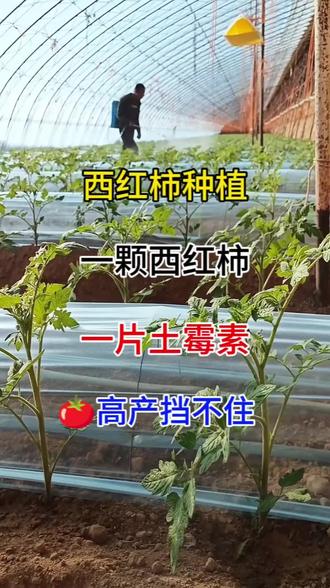 一颗西红柿,一片土霉素,番茄高产挡不住#种植小技巧 #西红柿种植 #三农种植