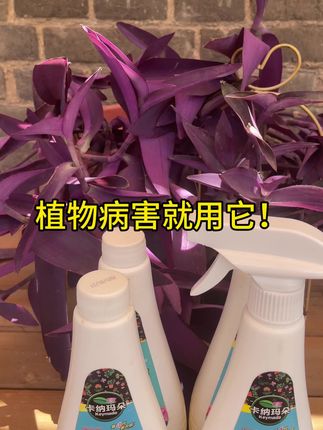 植物出现黄叶掉叶黑斑等问题就用这个叶菌康!#园艺 #花卉绿植 #养花小知识 #爱生活爱养花 #植物病害