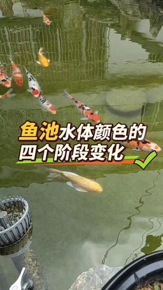 鱼池四个阶段水色的变化,你家的鱼池位于哪个阶段了,来看看原理吧#锦鲤鱼池 #鱼池设计 #锦鲤鱼池过滤